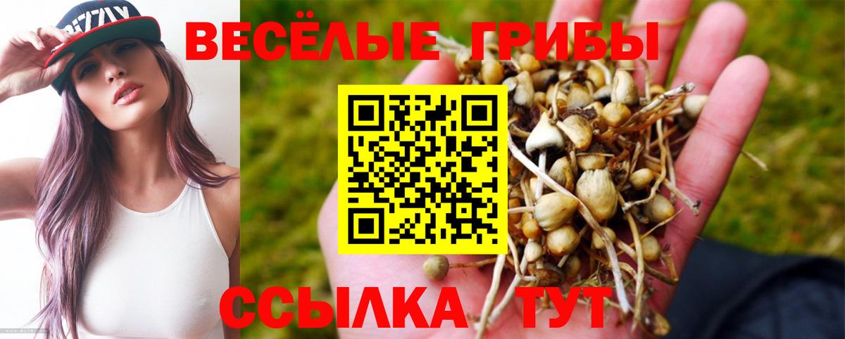 купить  сайты  Вход с VPN  Кизляр  Псилоцибиновые грибы мухоморы  Псилоцибиновые грибы Magic Shrooms 