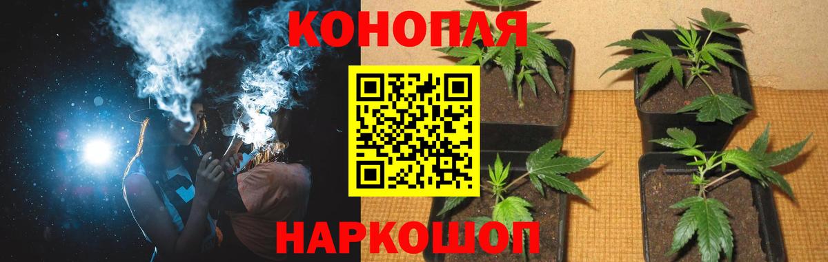 Конопля план Кизляр